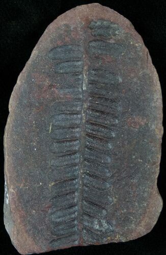 Million Year Old Fern Fossil #14513